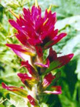 Indian Paintbrush Flower